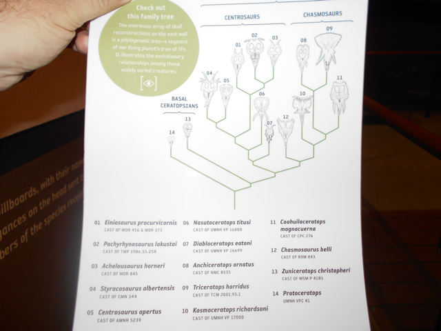 Ceratopsian phylogeny guide