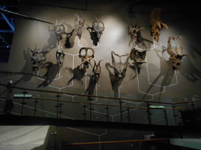 Ceratopsian phylogeny