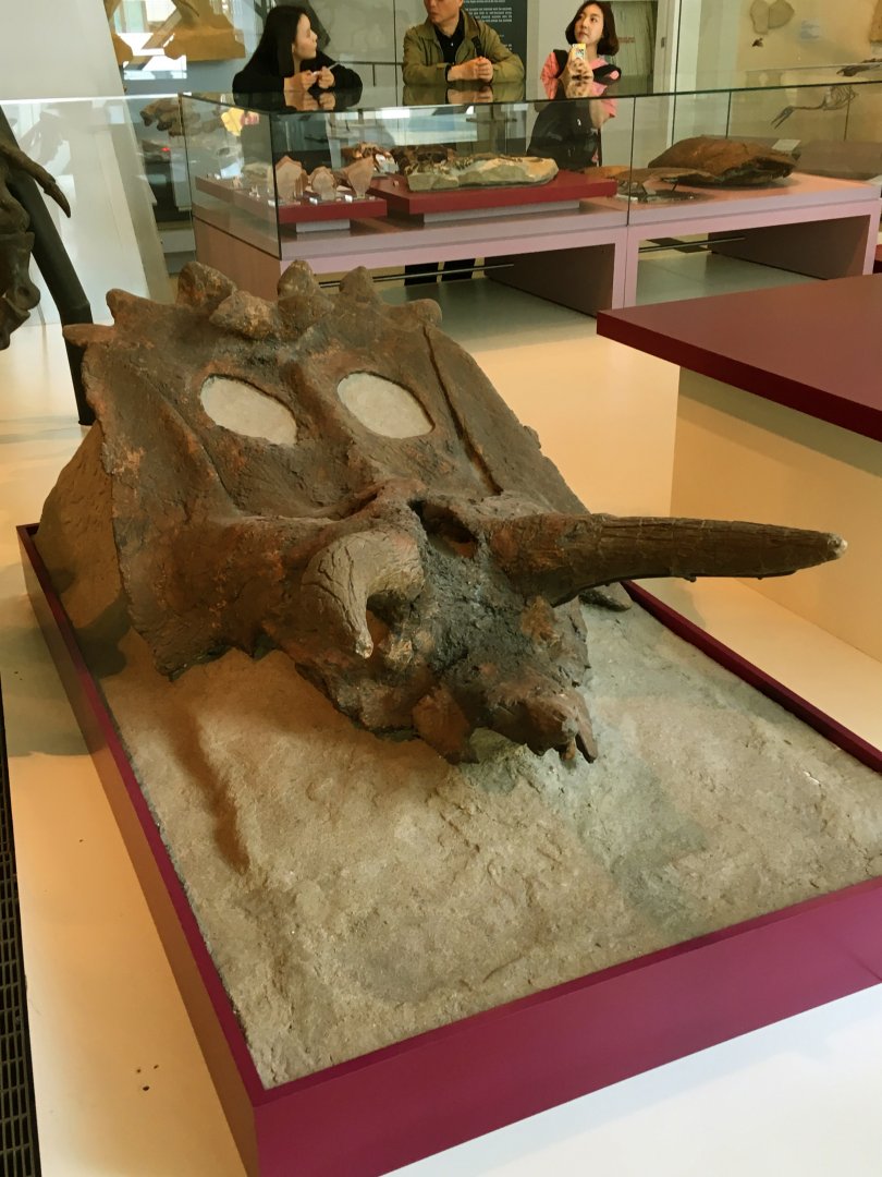 Ceratopsian Skull
