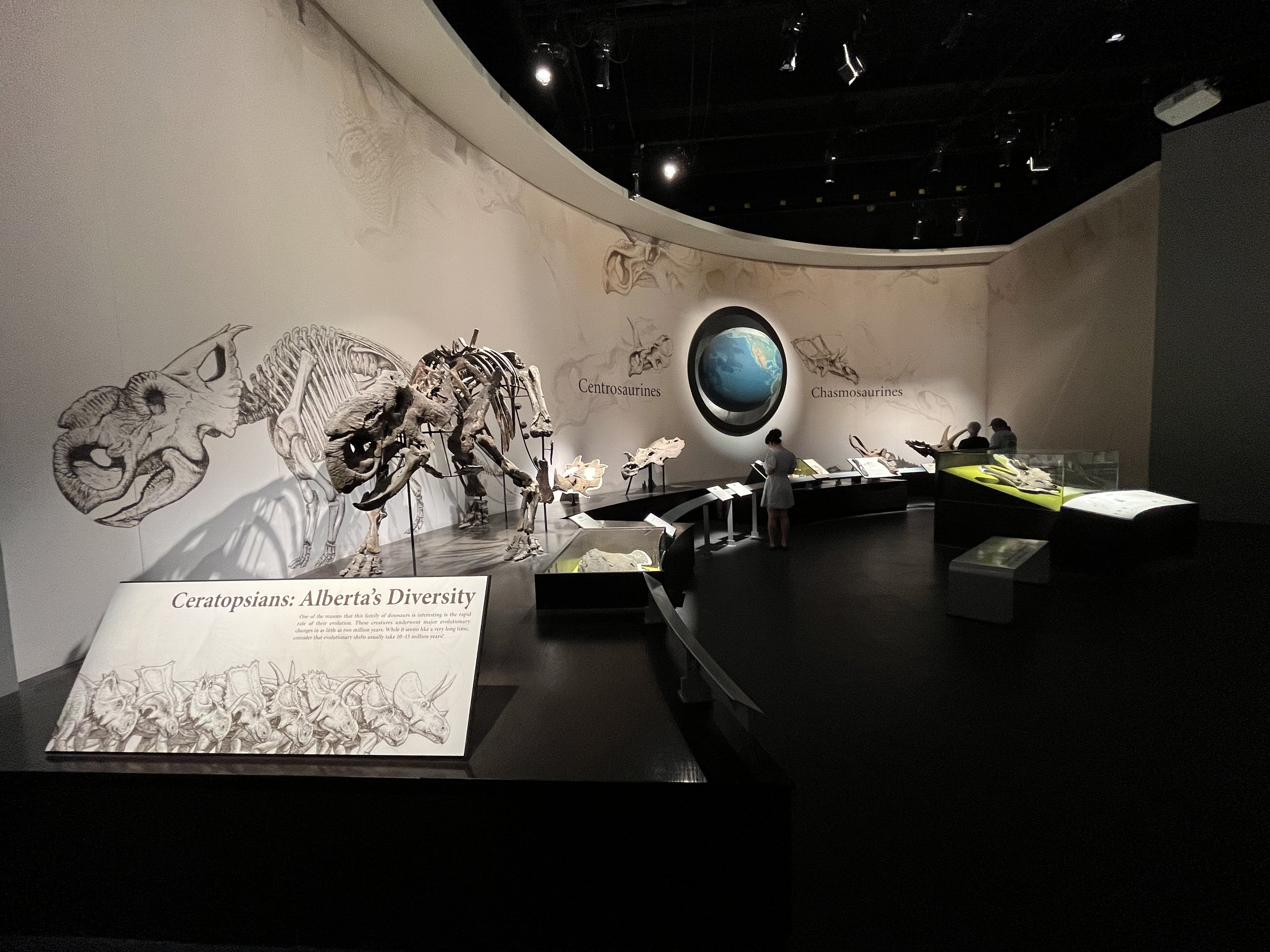 Ceratopsians: Alberta’s Diversity