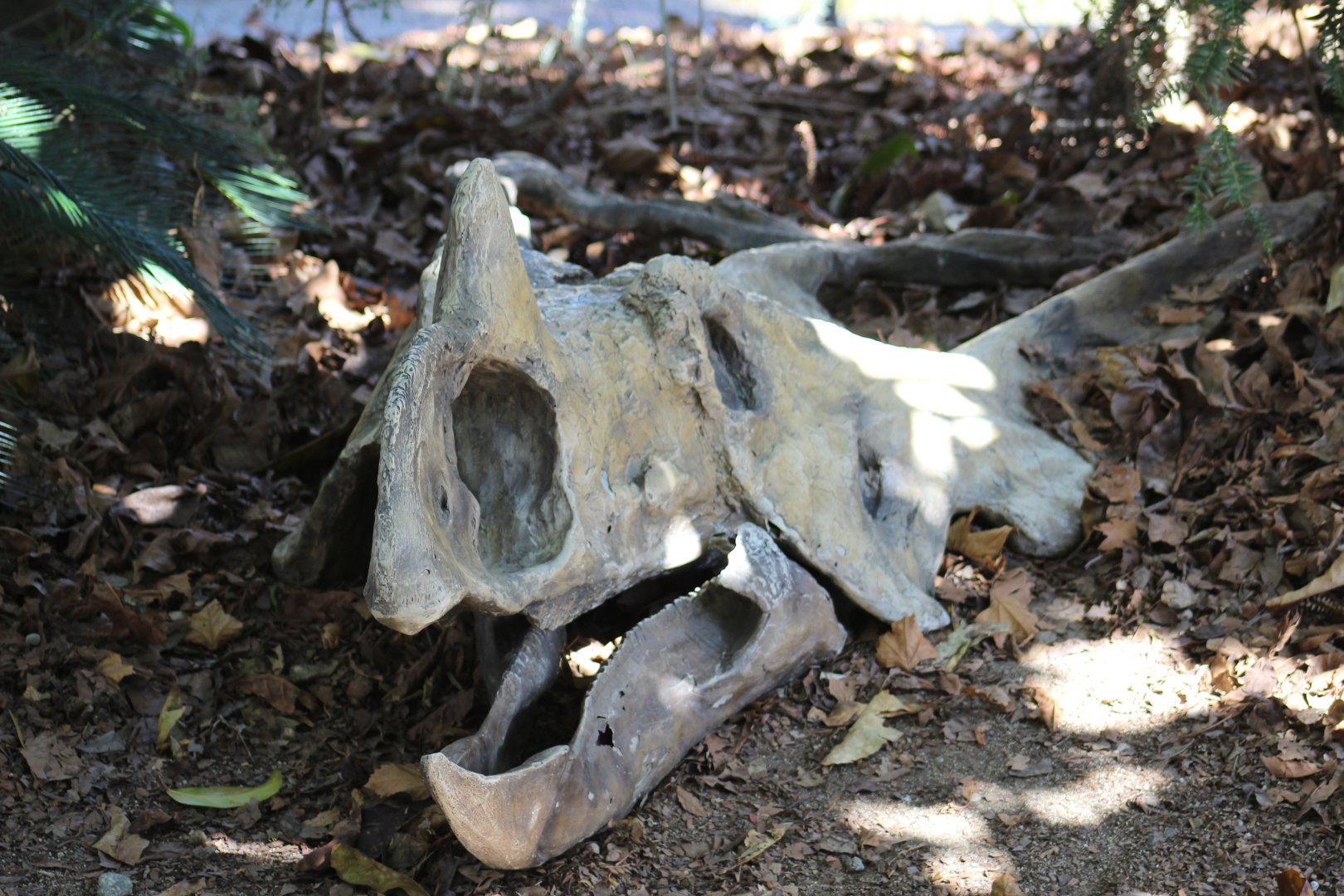 Ceratopsidae Skull