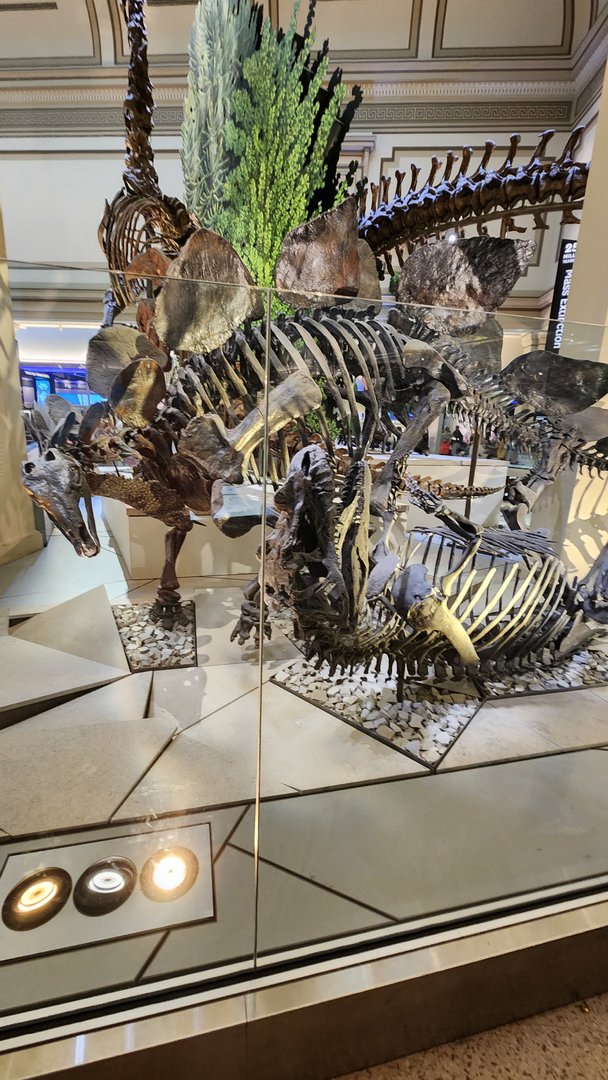 Ceratosaurus and Stegosaurus
