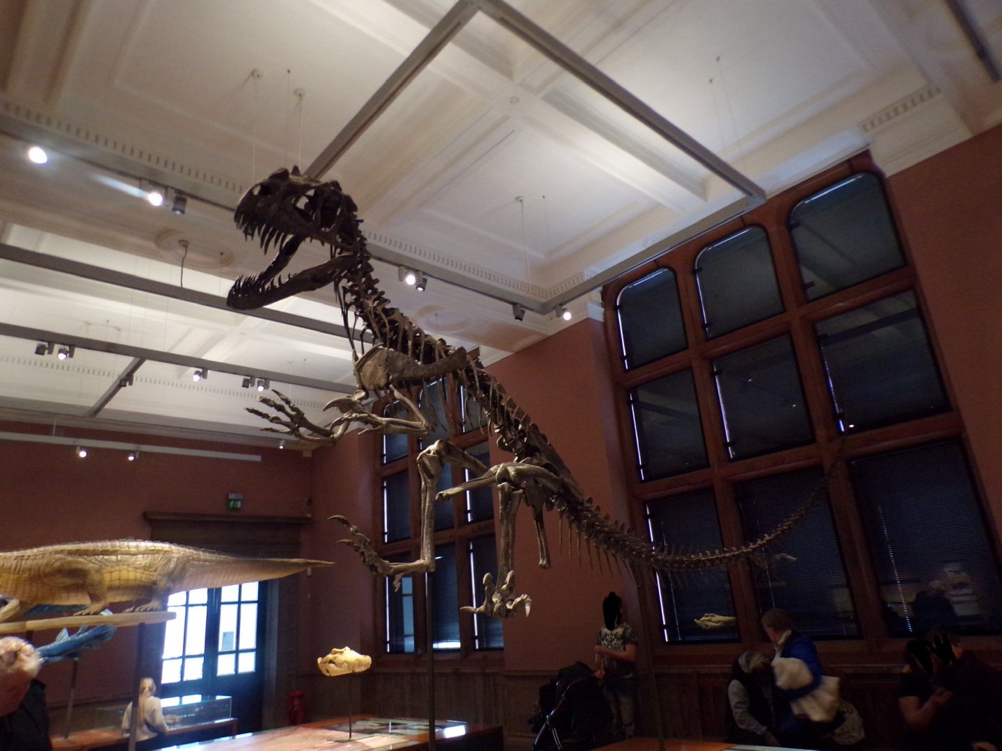 Ceratosaurus skeleton (taken in Kelvingrove museum) 12.2.24