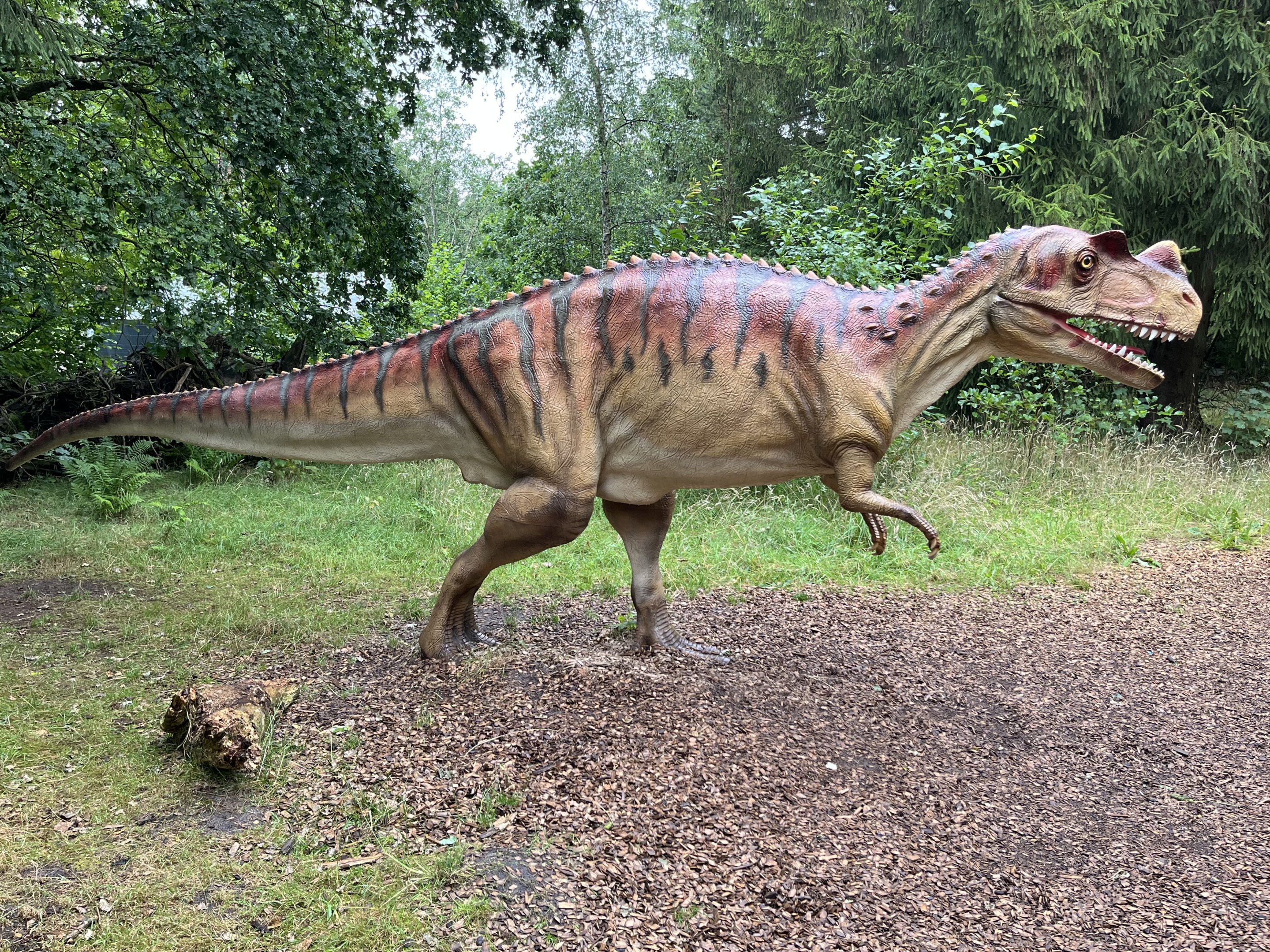 Ceratosaurus