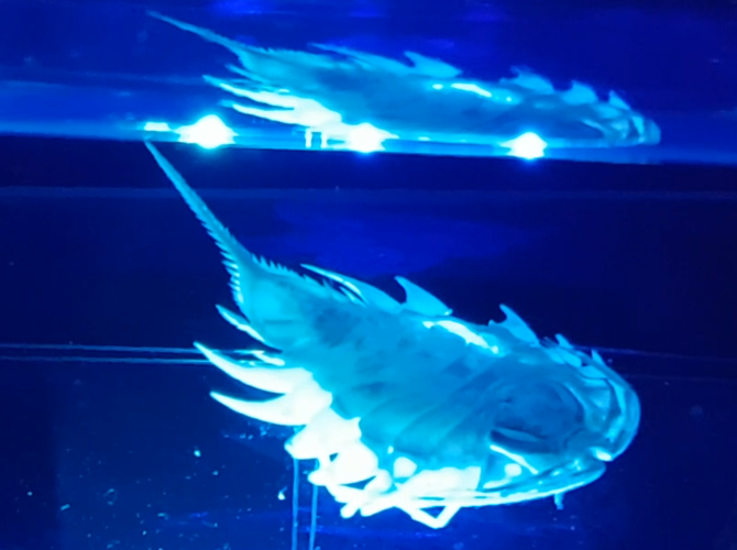 Ceratoserolis nov. spec.