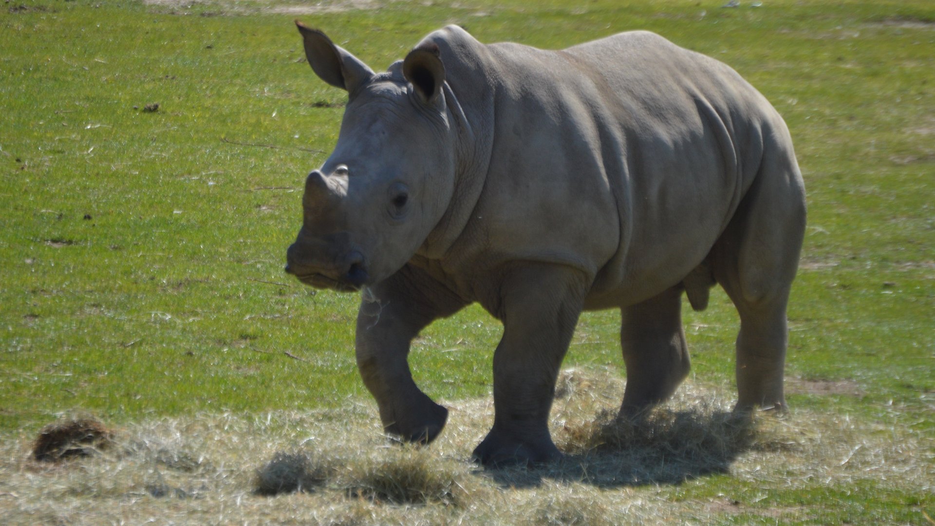 Ceratotherium simum simum (Bomani)
