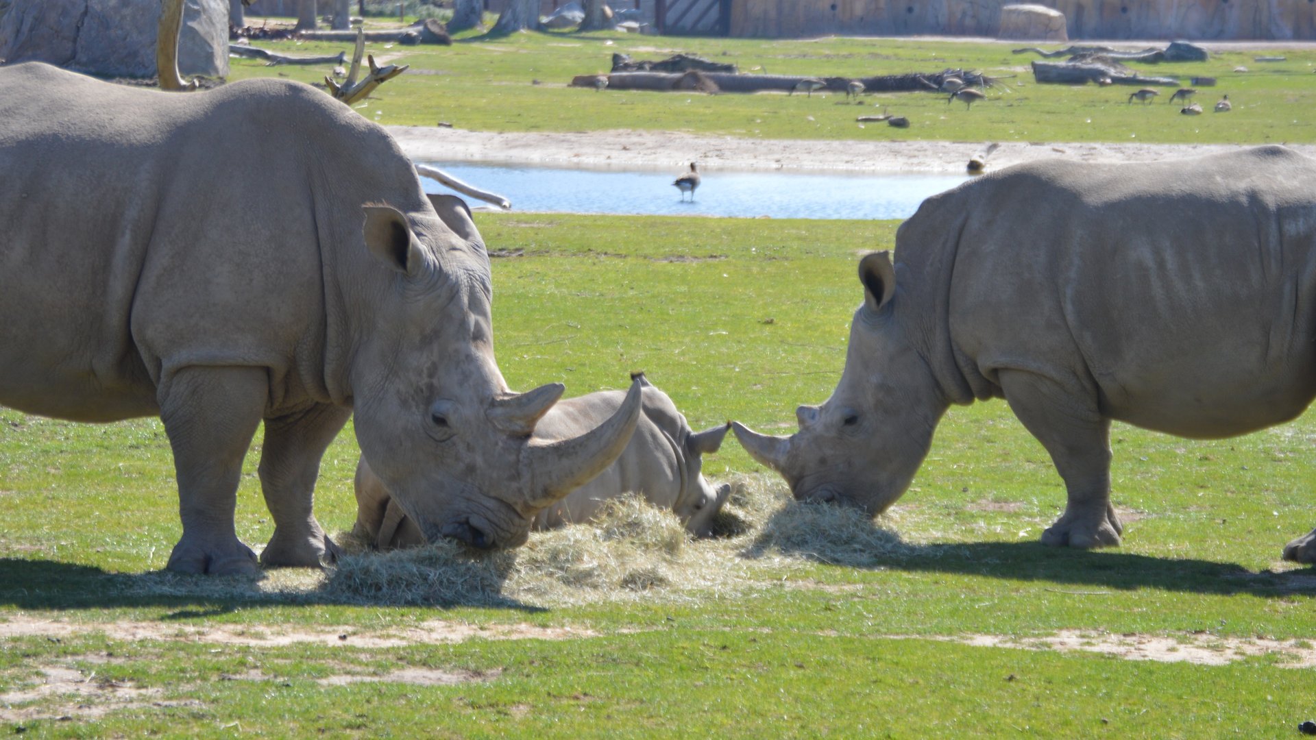 Ceratotherium simum simum crash (Kayla, Bomani and Hazina)