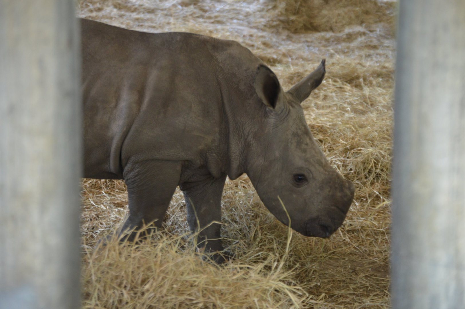 Ceratotherium simum simum, Kayin