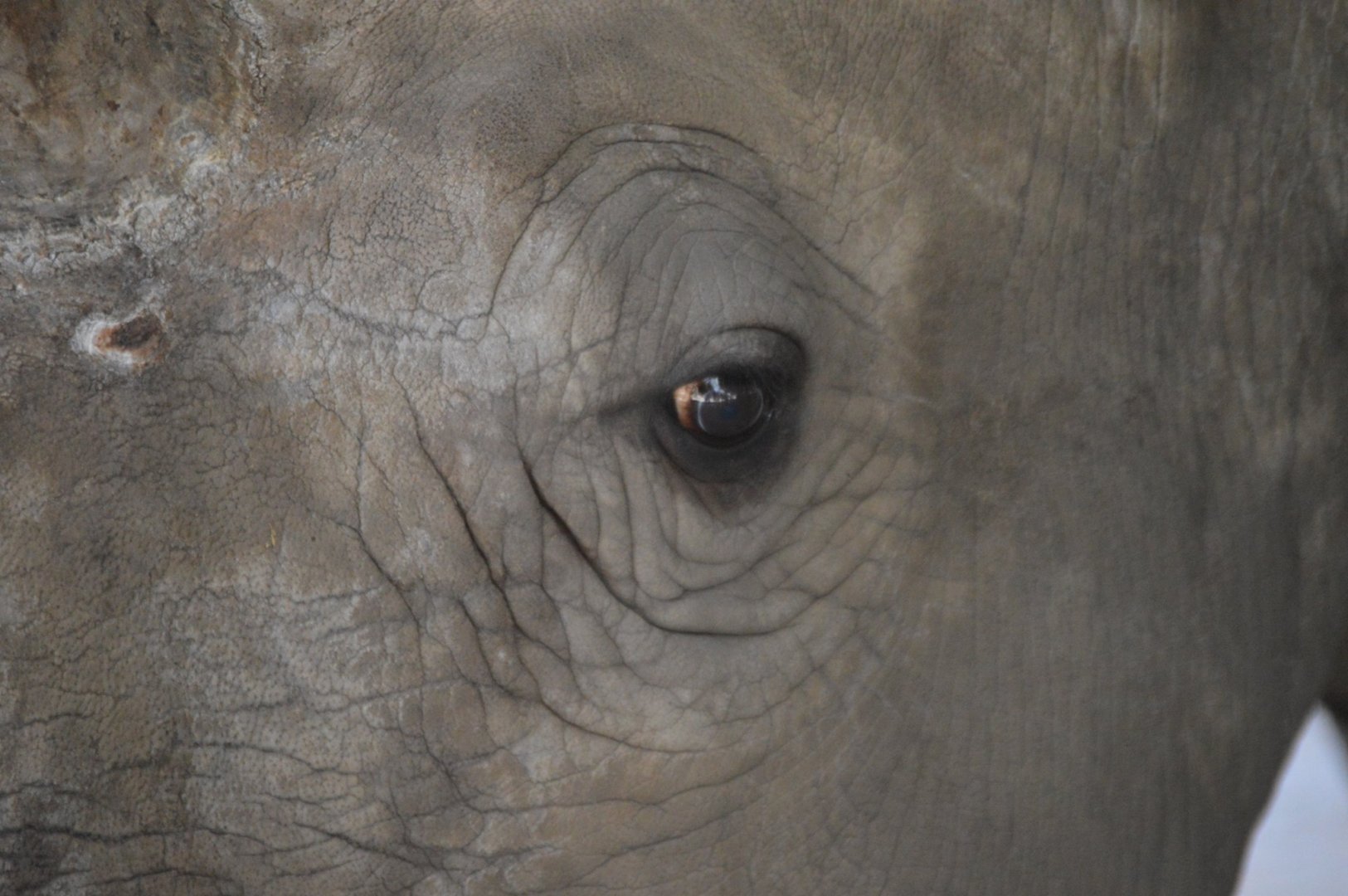 Ceratotherium simum simum, Kidogo