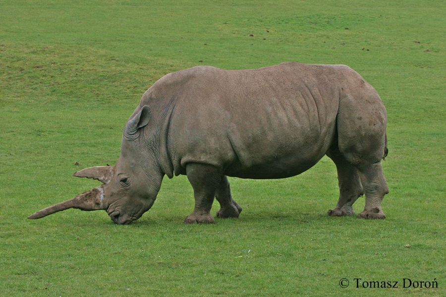 Ceratotherium simum simum