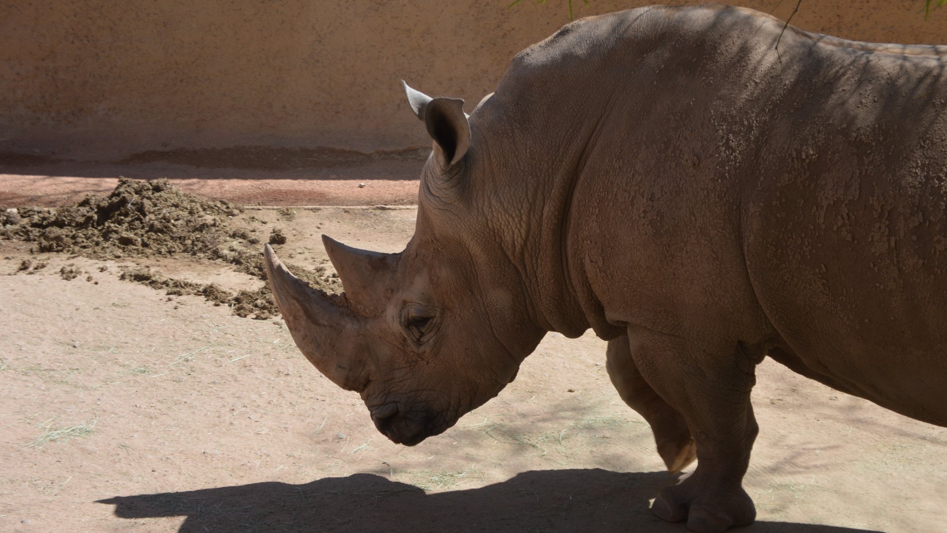 Ceratotherium simum simum