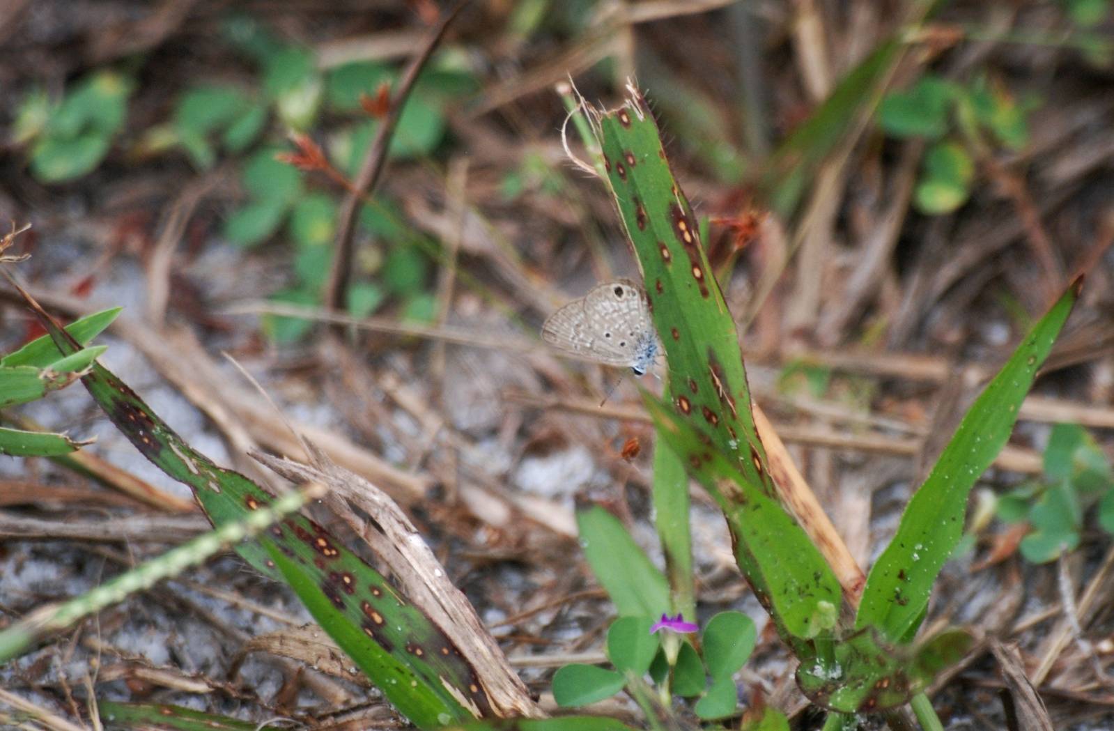 Ceraunus Blue, Punta Gorda, October 2013