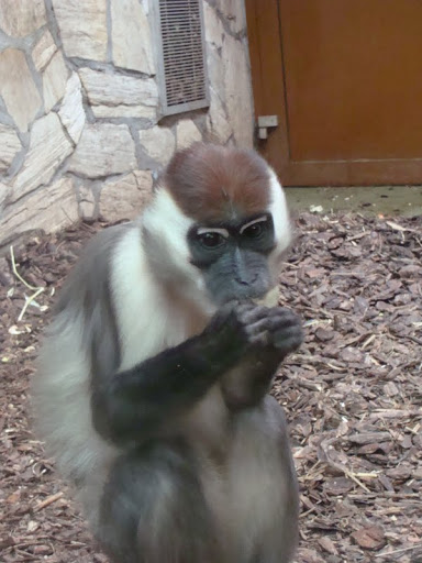 Cercocebus t.torquatus