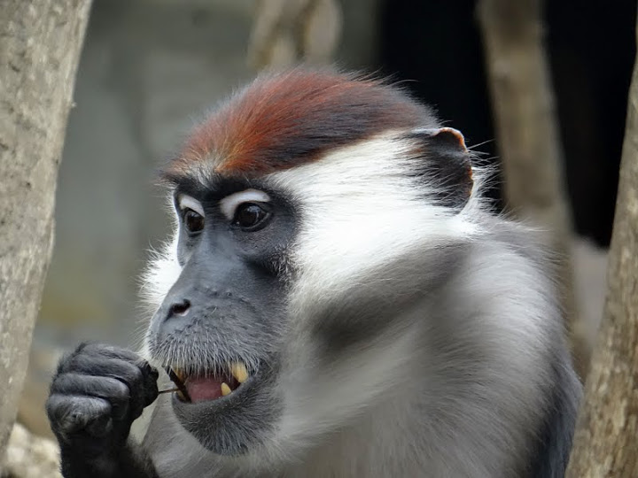 Cercocebus t.torquatus