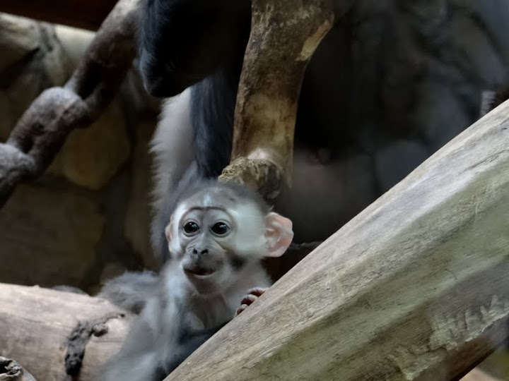 Cercocebus t.torquatus