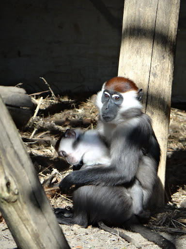 Cercocebus t.torquatus