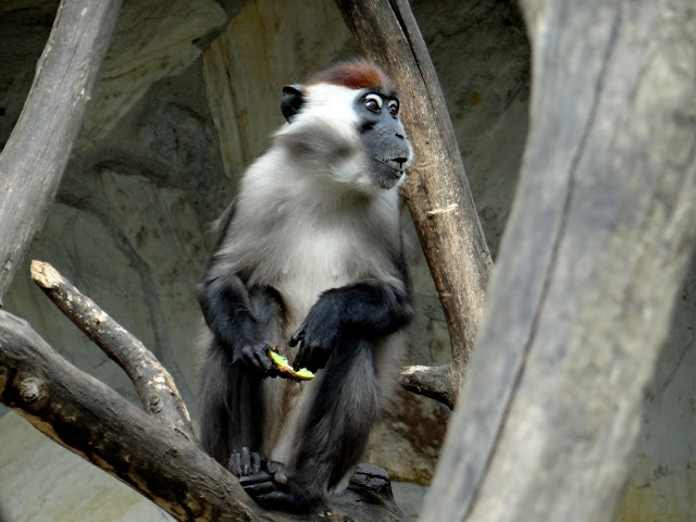 Cercocebus torquatus torquatus