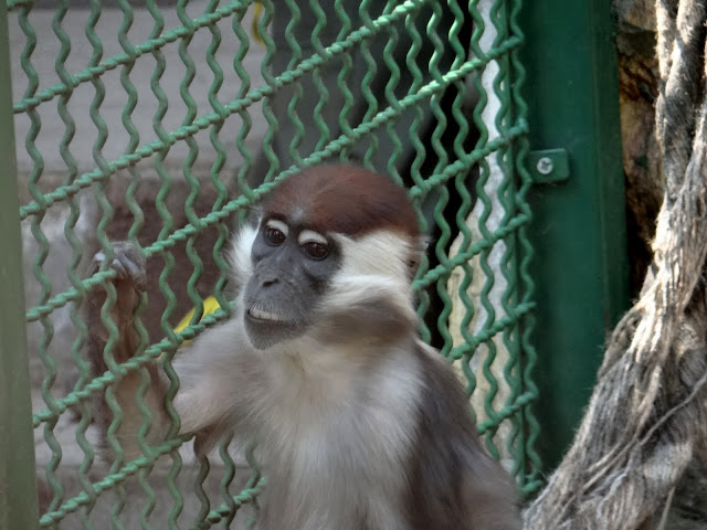 Cercocebus torquatus torquatus