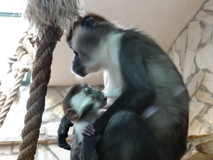 Cercocebus torquatus