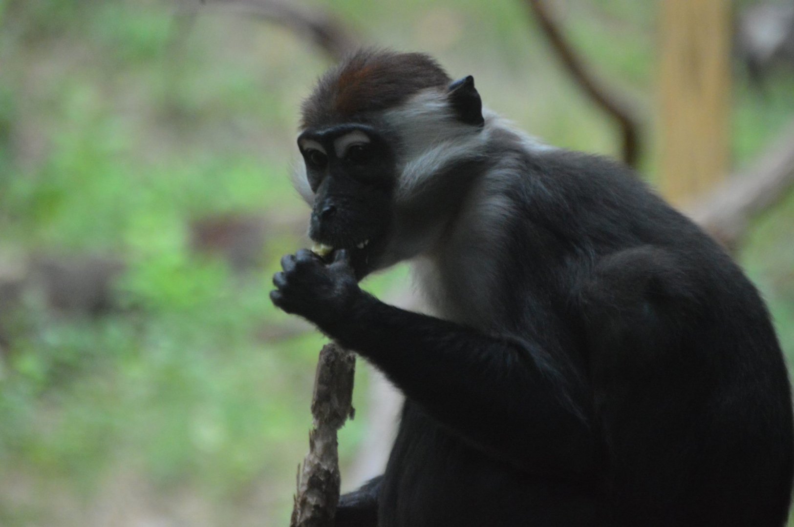 Cercocebus torquatus