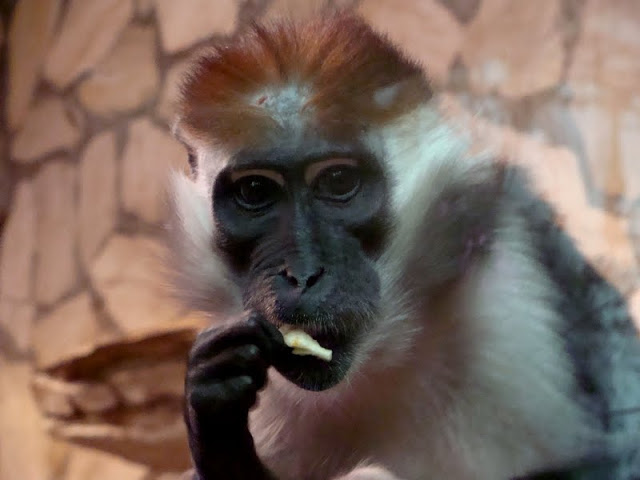 Cercocerbus t.torquatus