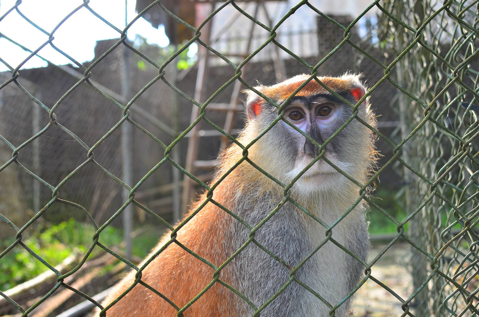CERCOPAN - Calabar, male patas monkey