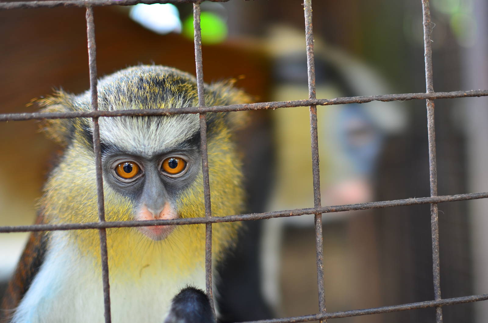 CERCOPAN - Calabar, Mona monkey