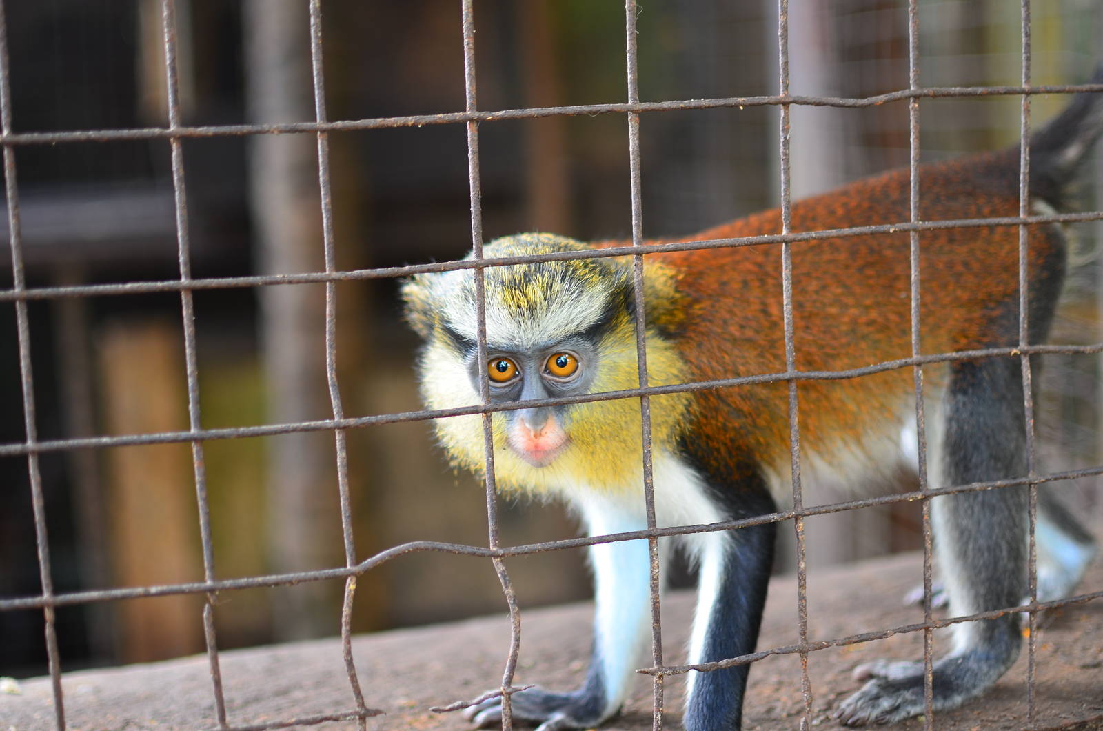 CERCOPAN - Calabar, Mona monkey