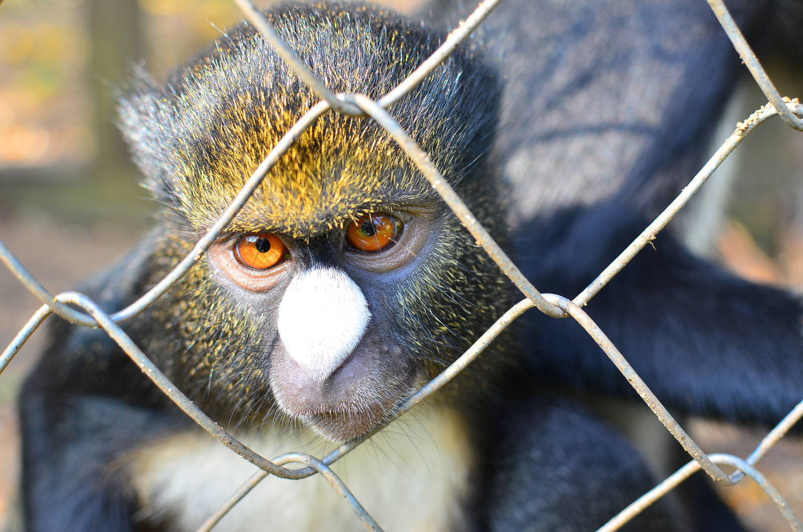 CERCOPAN - Calabar, putty-nosed guenon