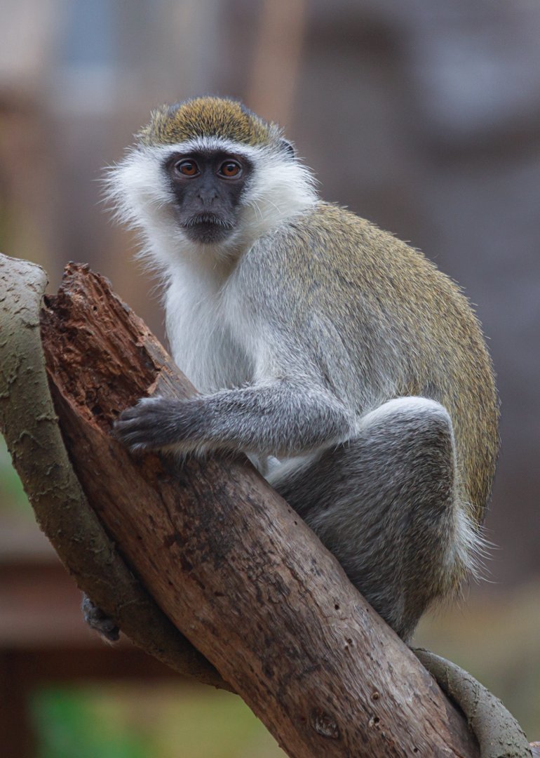 Cercopithecus aethiops