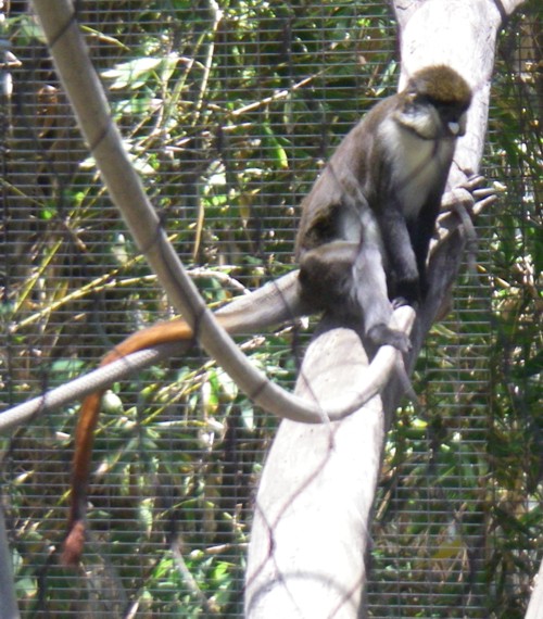 Cercopithecus ascanius