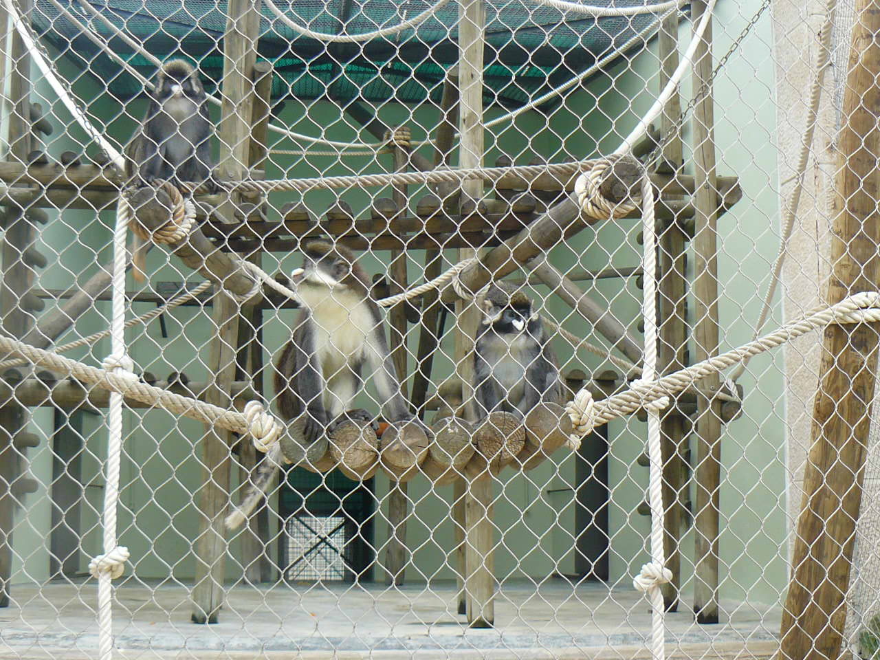 Cercopithecus ascanius ?