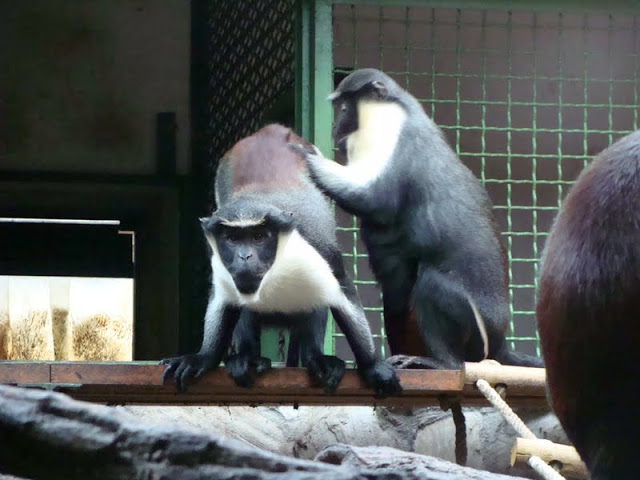 Cercopithecus diana