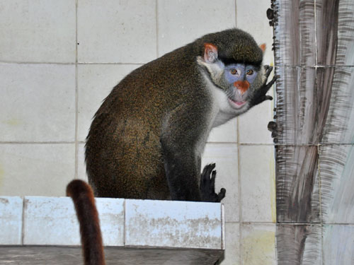Cercopithecus erythrotis at Shanghai Zoo - uploaded on behalf of alexkant