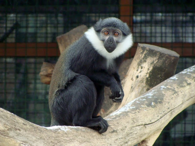 Cercopithecus lhoesti