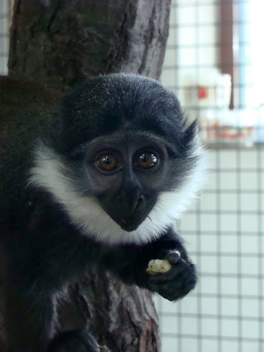 Cercopithecus lhoesti