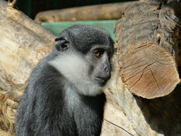 Cercopithecus lhoesti