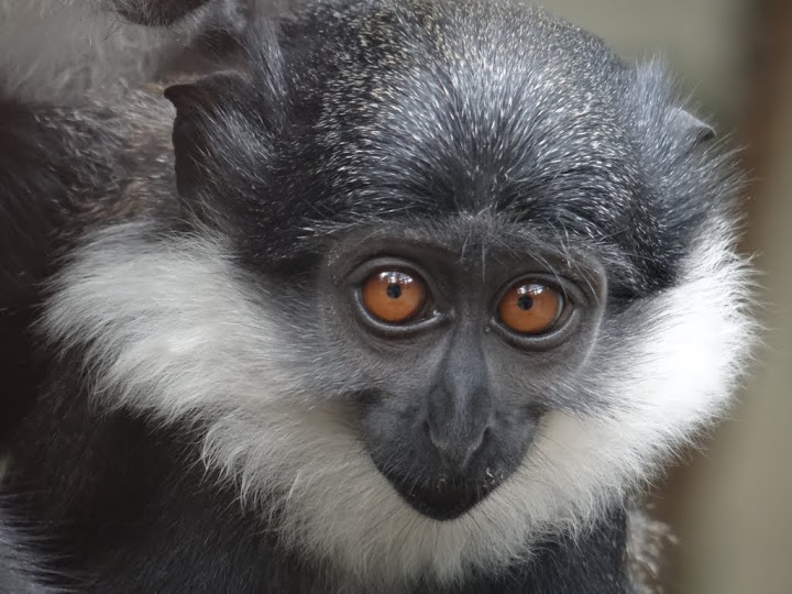 Cercopithecus lhoesti