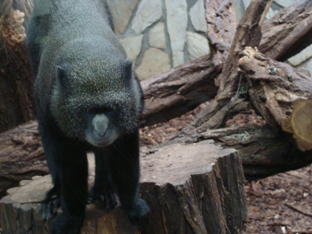 Cercopithecus n.nictitans