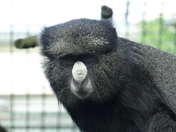 Cercopithecus n.nictitans