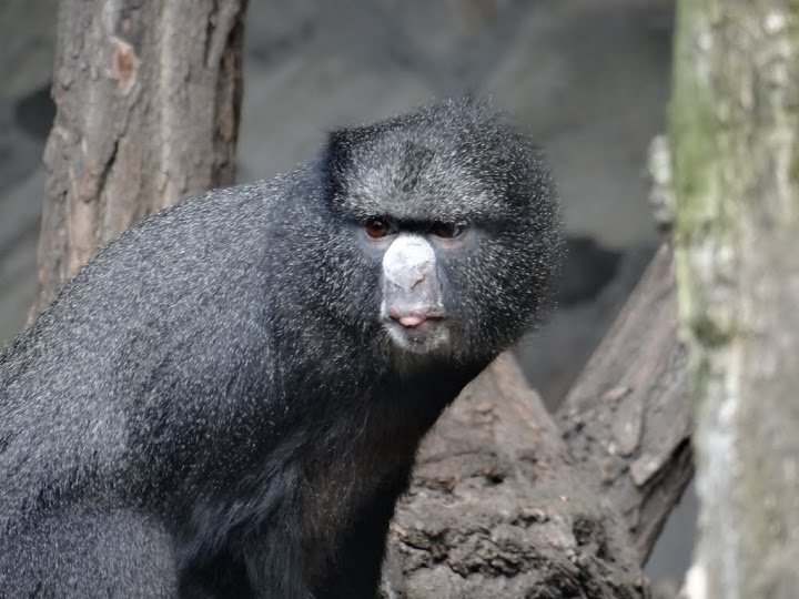 Cercopithecus n.nictitans