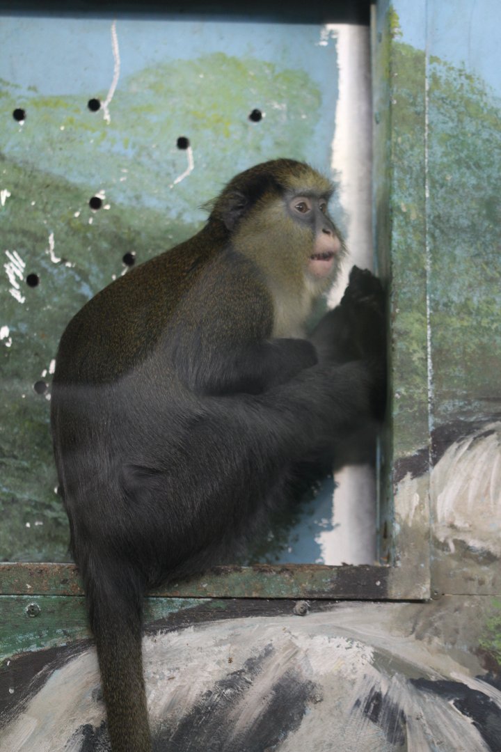 Cercopithecus sp. (see comments)