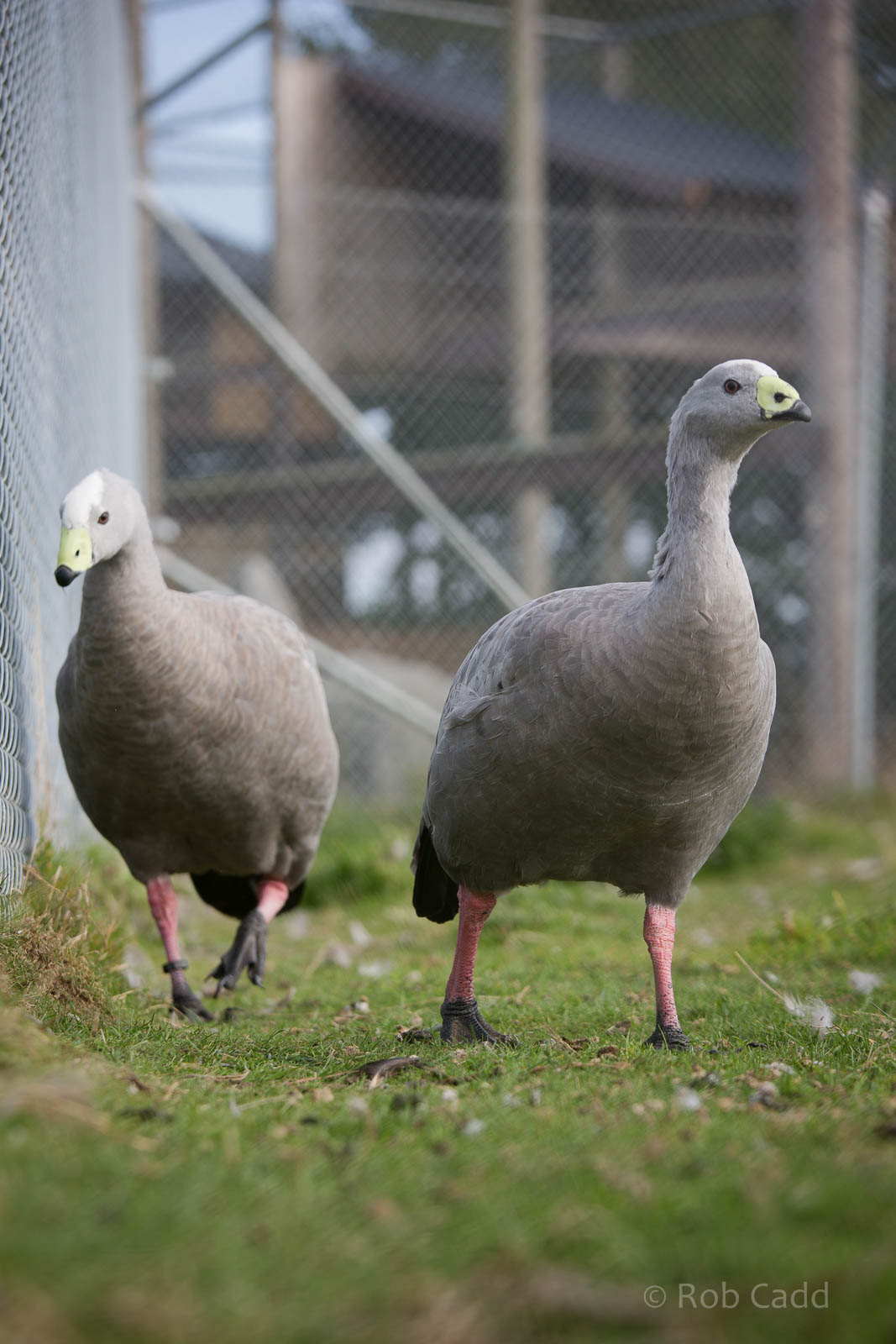 Cereopsis / Cape Barren geese