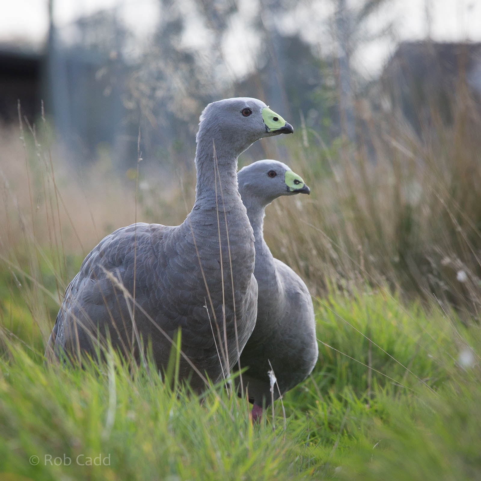 Cereopsis / Cape Barren geese