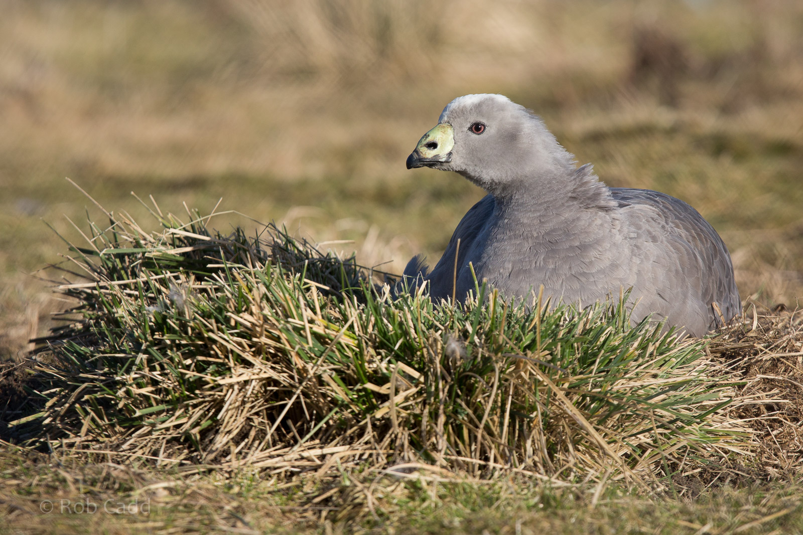 Cereopsis / Cape Barren goose : Hamerton : 08 Feb 2015