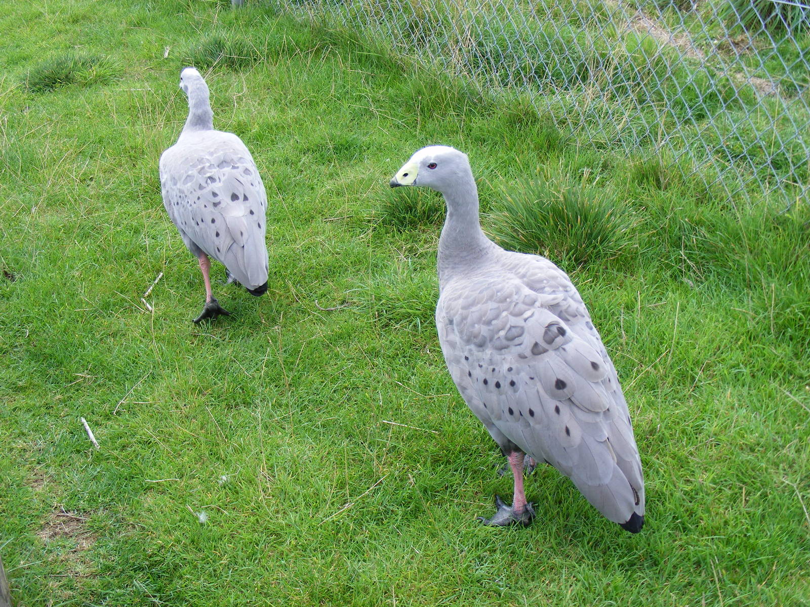 Cereopsis geese at Hamerton Zoo, 12 September 2010