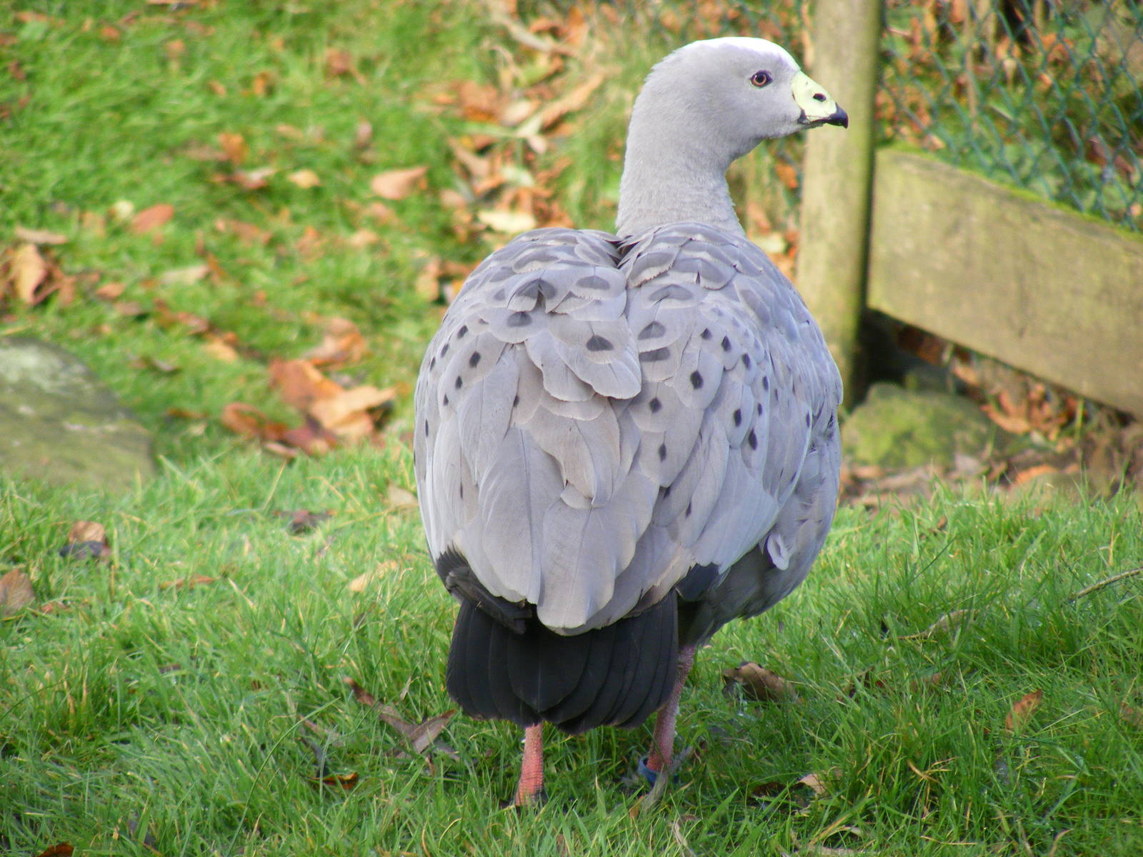 Cereopsis goose at Blackbrook Zoo, 13 November 2010