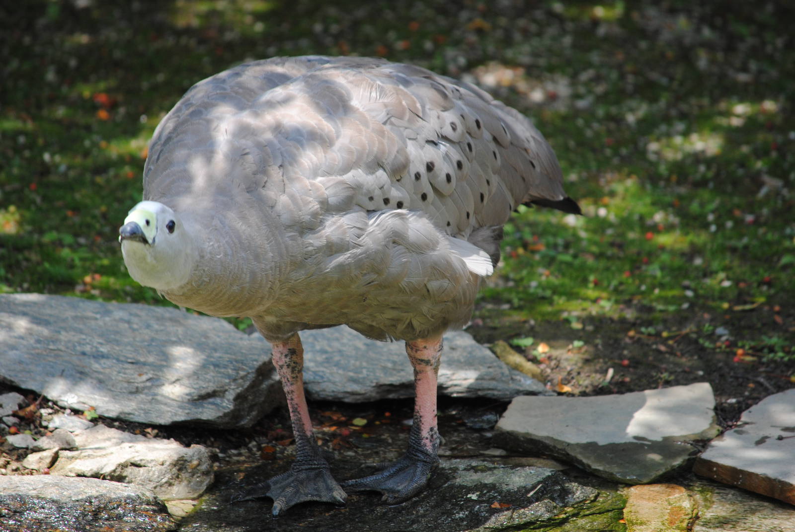 Cereopsis Goose
