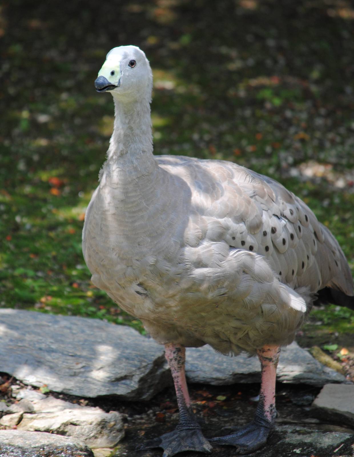 Cereopsis Goose