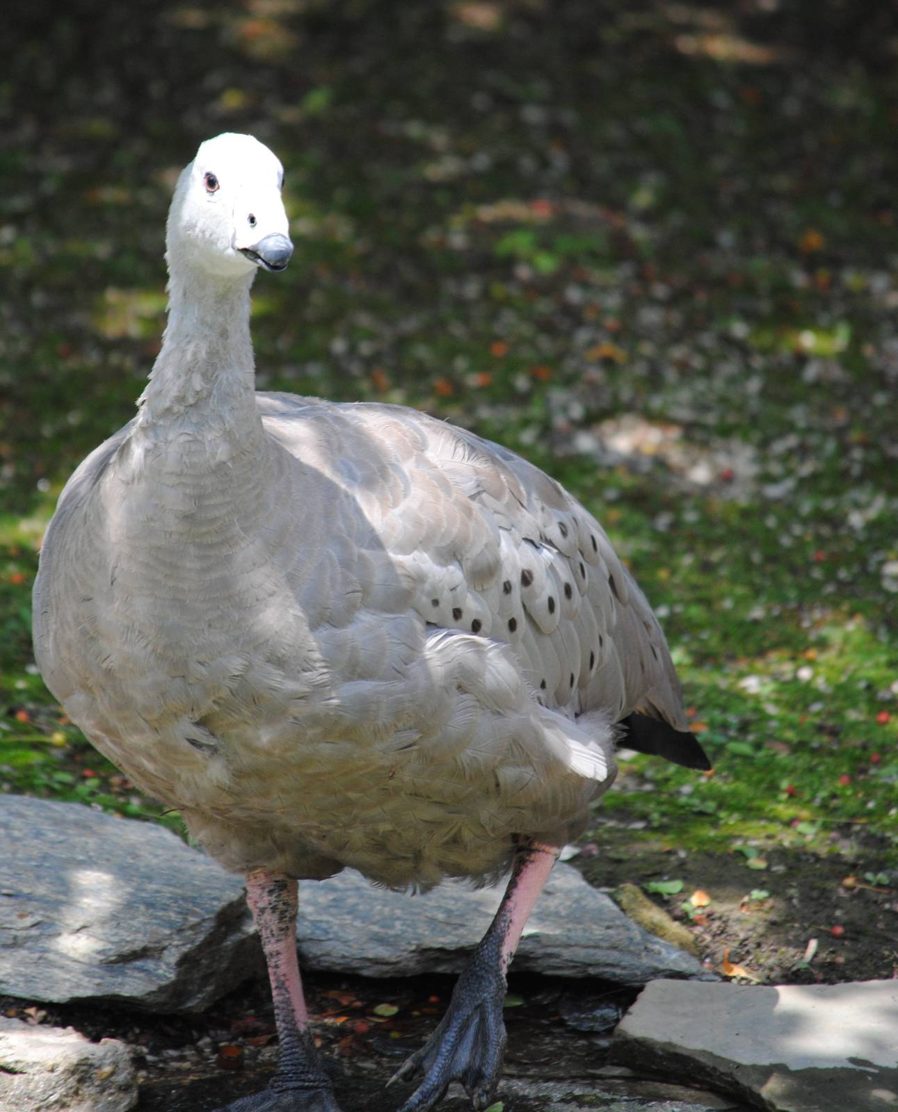 Cereopsis Goose